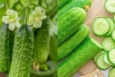Dưa chuột bị đắng có độc không, có ăn được hay nên bỏ đi?