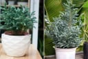 Phòng khách đặt 5 loại cây cảnh này, gia chủ Đắc Tài Đắc Lộc, tiền vào như nước