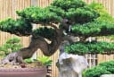Loại cây từng bị người nghèo chê bai, nay được giới nhà giàu săn lùng vì trồng càng lâu càng sinh lộc