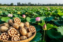 Lợi ích tuyệt vời của Củ sen giúp thanh nhiệt, giải độc, bổ máu, hỗ trợ tiêu hóa...