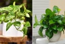 Tại sao trồng cây trầu bà trong nhà không tốt cho gia đình?