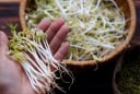 Mẹo chọn giá đỗ sạch, không lo ủ thuốc kích mầm
