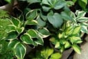 5 loài hoa đại kỵ trong nhà dương – chuyên gia khuyên nên bỏ ngay kẻo rước xui xẻo