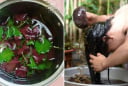 Nấu nước gội đầu bằng loại lá này, sạch gàu, giảm rụng, tóc con mọc không ngừng: Mùa này ai cũng cần