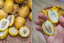 Vì sao khi ăn chà là tươi, cắn dọc thấy ngọt, cắn ngang thì chát?