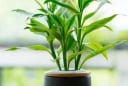 4 vị trí đặt cây phát lộc trong nhà giúp thu hút tài lộc và may mắn