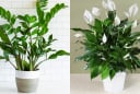 5 loại cây cảnh là 'bảo vật Thần Tài' hợp với người mệnh Thủy, hút tiền vào nhà