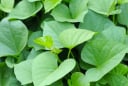 Bất ngờ, ăn rau khoai lang sẽ giúp giảm lượng đường huyết cao