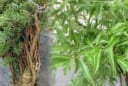 Cây đinh lăng – ‘thần giữ của’ phong thủy: Vị trí trồng giúp gia chủ hút tài lộc