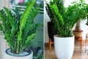Cây kim tiền là 'bảo vật' cầu tài lộc, đặt ở vị trí này trong nhà, gia chủ có vận may tốt nhất