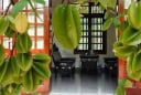 Có nên trồng cây khế trước nhà? Chuyên gia phong thủy giải đáp vị trí đẹp nhất