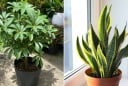 6 loại cây 'gọi tiền vào nhà', hợp với người mệnh Thổ