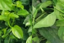 Loại rau là “thần dược xanh” ẩn mình giữa núi rừng Tây Bắc