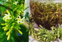 Hoa đu đủ đực: Dược liệu tốt nhưng 5 người này không nên dùng nhiều kẻo lợi chưa thấy hại đã gần