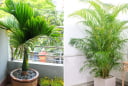 3 loại cây trồng trước nhà, lộc đến tới tấp, gia đình đời đời hưng thịnh, phú quý