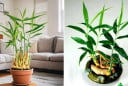 Loại củ thường dùng làm gia vị được 'lên đời' làm cây phong thủy, giúp xua đuổi vận xui, hút tiền tài vào nhà