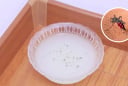 Ruồi muỗi rất sợ loại nước này, đặt một bát trong nhà, không con nào dám bén mảng lại gần