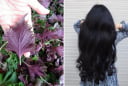 Cách gội đầu bằng nước lá tía tô, chống rụng tóc, kích thích mọc tóc con