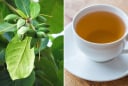 Lấy lá bàng đun nước uống, cơ thể nhận được lợi ích tuyệt vời này