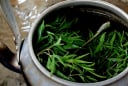 Uống nước đinh lăng nên dùng lá khô hay tươi mới tốt?