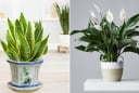 7 cây cảnh là 'bảo vật' đối với người mệnh Thủy, đặt 1 cây trong nhà để tăng vượng khí, tiền vào như nước