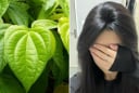 Cách gội đầu bằng nước lá trầu không giúp giảm rụng tóc, tóc con mọc lên không ngừng