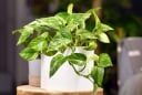 Cây trầu là 'thần hộ mệnh' của người tuổi này: Chỉ cần trồng một chậu là hút hết tiền tài về tay