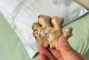 Đặt một củ gừng ở đầu giường, tốt cho cả nam và nữ, ai cũng nên biết