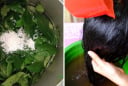 Cách gội đầu bằng lá trà xanh giảm nhanh rụng tóc, dưỡng tóc suôn mềm, tóc con lên tua tủa