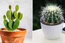 Đặt 3 loại cây này trong phòng ngủ, tiền bạc thất thoát, làm mãi không giàu