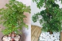 Trồng cây đinh lăng ở vị trí nào tốt cho phong thủy? 4 tuổi nady rất hợp trồng cây đinh lăng?