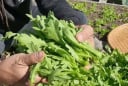 Loại rau rắc hạt 10 ngày là được ăn, dưỡng tim - bổ phổi