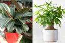4 loại cây phong thủy nên đặt trong phòng khách: 10 nhà thì 9 nhà giàu, trồng 1 chậu để gia đình thịnh vượng