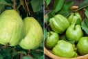 Cách chọn ổi giòn ngọt, nên lấy quả trơn nhẵn hay sần sùi?