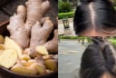 Cách trộn dầu gội với gừng giúp giảm rụng tóc, tóc mọc dày, đen bóng