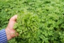 Uống nước Lá Mướp Đắng giúp thanh nhiệt, giải độc, làm sáng mắt