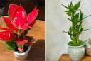 4 loại cây phát tài nên đặt lên bàn thờ, tổ tiên phù hộ độ trì, gia đạo hưng thịnh