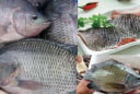 Thực hư thông tin ăn cá rô phi gây độc hại cho cơ thể, chuyên gia lên tiếng