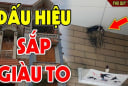 5 loài vật ghé nhà không chịu đi: Điềm báo phong thủy Tiền Vào Như Nước