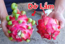 Mua thanh long chọn quả tai ngắn hay tai dài? Biết điểm này chọn 10 quả đều trúng
