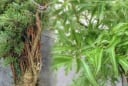 Cây đinh lăng - ‘Thần giữ của’: Vị trí trồng chuẩn phong thủy giúp hút tài lộc, giữ của cải