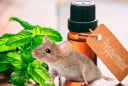 Những mùi hương đuổi chuột an toàn, hiệu quả: Không cần dùng hoá chất độc hại