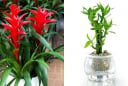 6 loại cây cảnh hút lộc, chỉ cần 1 chậu giúp gia đình luôn thịnh vượng và may mắn