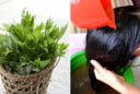 Cách gội đầu bằng nước ngải cứu chống rụng tóc, kích thích tóc con mọc không ngừng