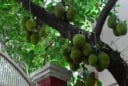 Loại cây phong thủy càng trồng càng hút lộc: Chặt bỏ dễ mất tiền tài và ảnh hưởng gia đạo