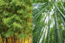 Bất ngờ công dụng của Lá Tre với sức khỏe, tưởng chỉ vứt đi mà lại cực tốt