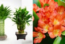 Người giàu thường thích trồng 2 loại cây cảnh 'rẻ tiền' này: Khỏe mạnh, tài lộc, thịnh vượng