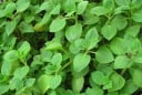 5 loại rau thơm quen thuộc được Bộ y tế công nhận là cây thuốc tốt