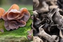 Vì sao lại không được ăn Mộc Nhĩ khi còn tươi?