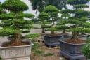 Vì sao trồng cây sanh trước nhà nên trồng 2 cây, tránh trồng 1? Nhiều người chưa biết ý nghĩa này